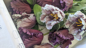 Periwinkle Parrot Tulips